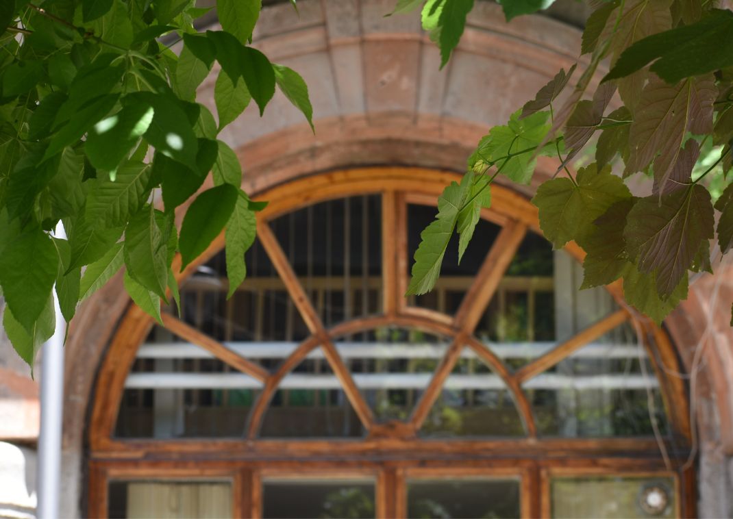Primer plano de hojas verdes frente a una ventana arqueada de madera.