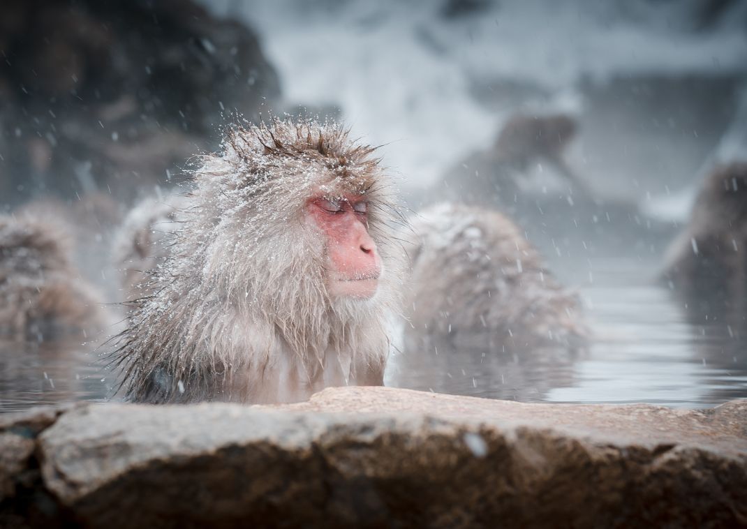Monos de nieve de Jigokudani, Nagano