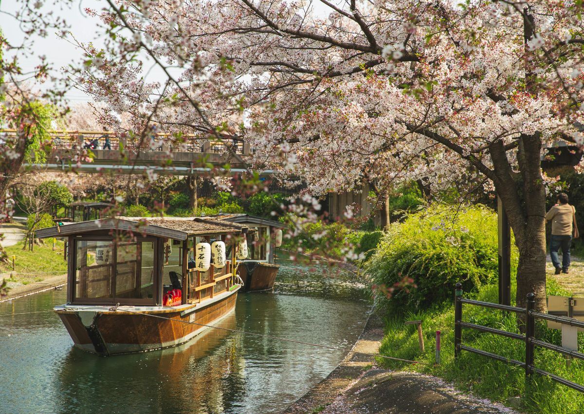 Crucero Sakura por el canal Fushimi, Kioto