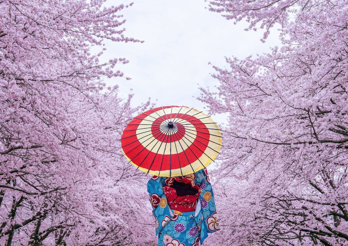 Mujer vistiendo kimono tradicional japonés entre las flores de cerezo en primavera