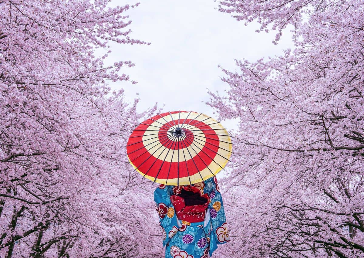 Mujer vistiendo kimono tradicional japonés entre las flores de cerezo en primavera
