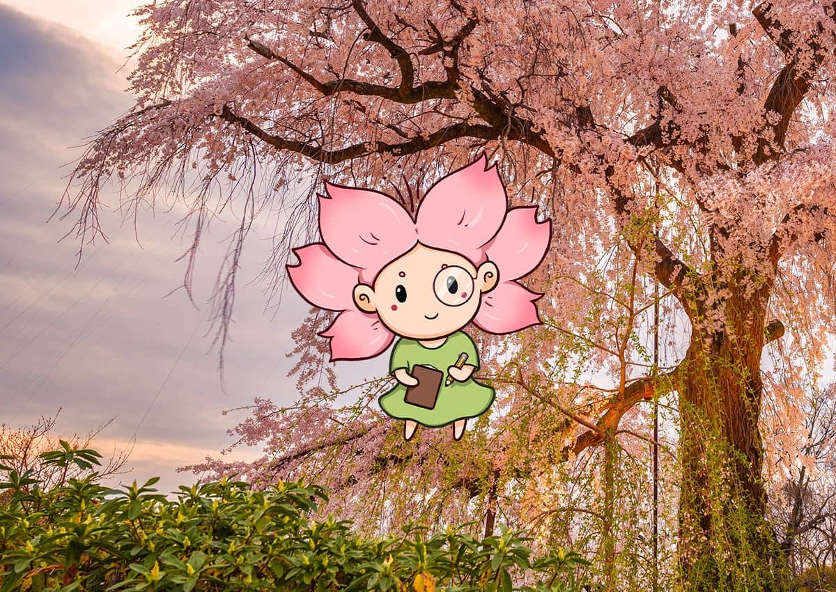 La mascota Mono-chan frente a un cerezo en flor