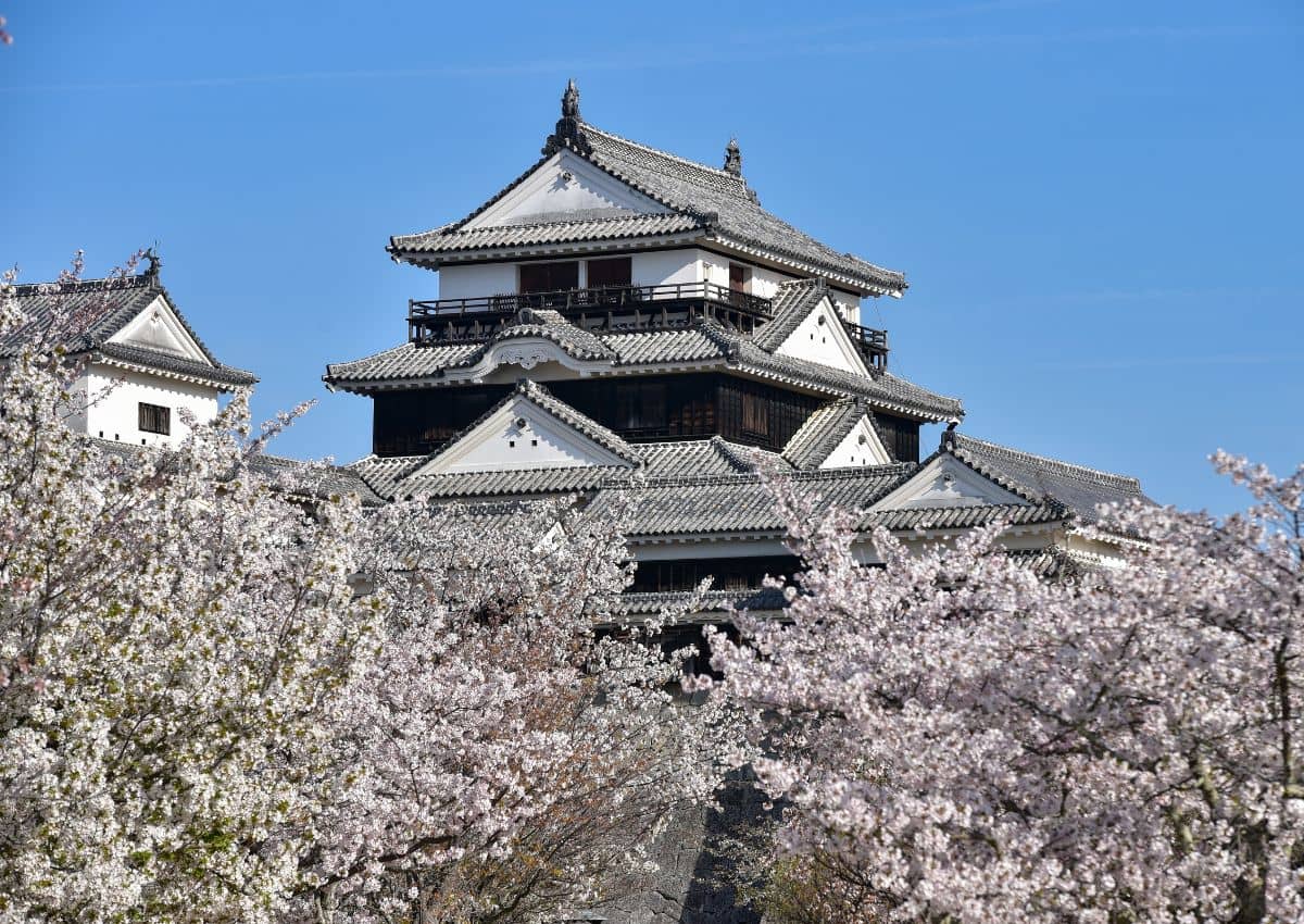 Flores de cerezo junto con el castillo de Matsuyama al fondo