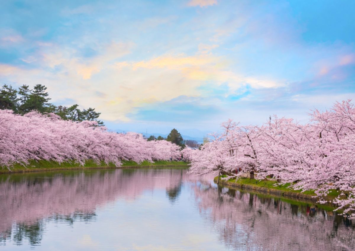 Festival de los cerezos en flor de Hirosaki sobre el agua