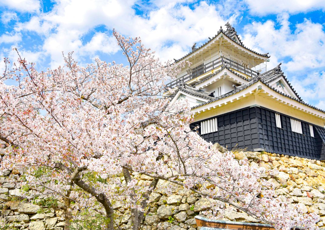 Cerezos en flor alrededor del Castillo de Hamamatsu