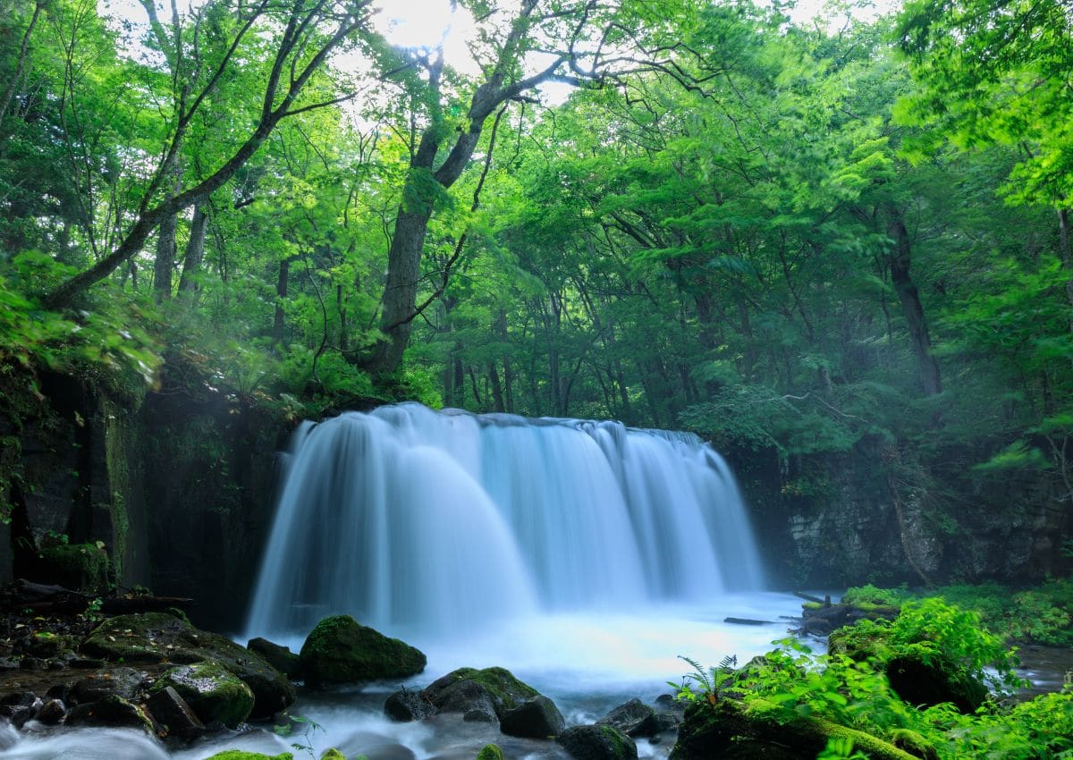 Un excursionista disfruta de la terapia forestal en Japón