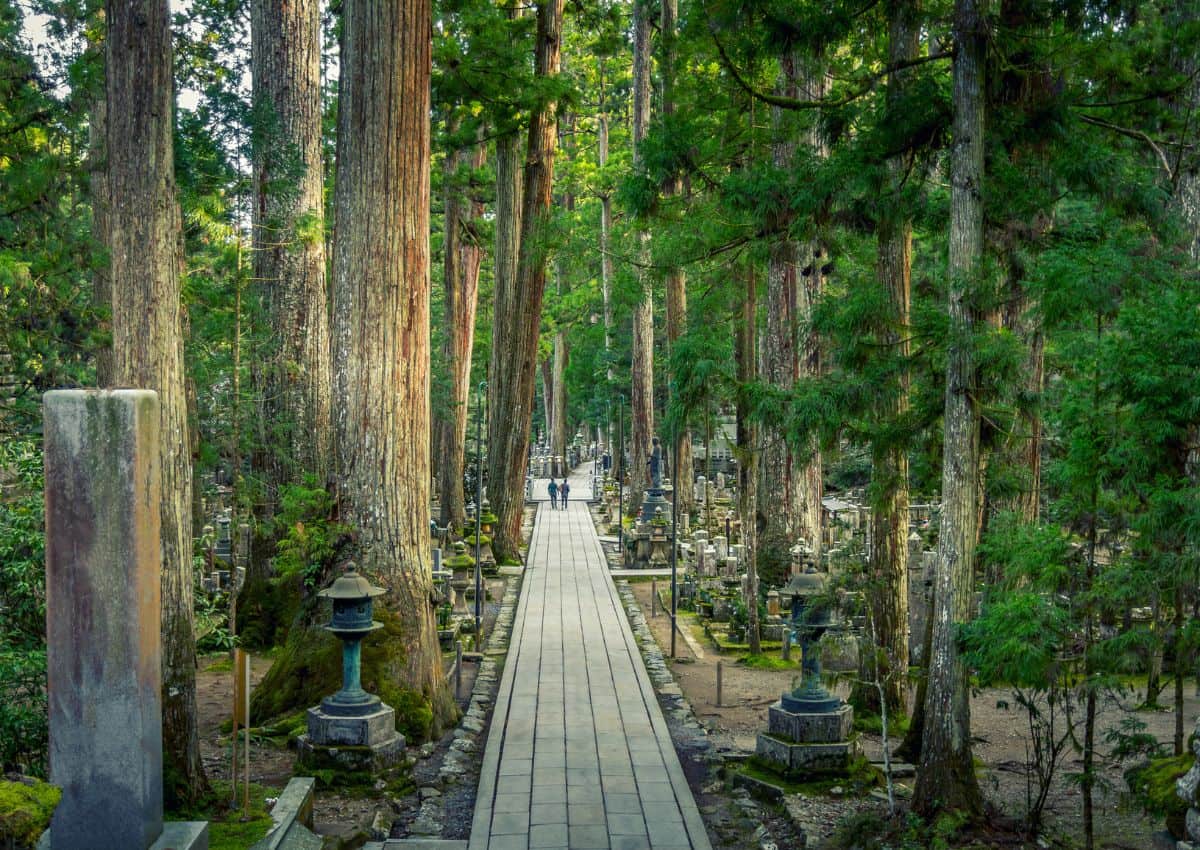 Vistas al bosque de cedros del monte Koya en Japón