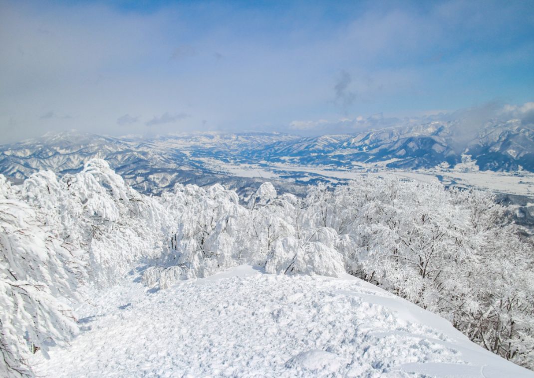  Bosque y montañas nevadas bajo cielo azul.