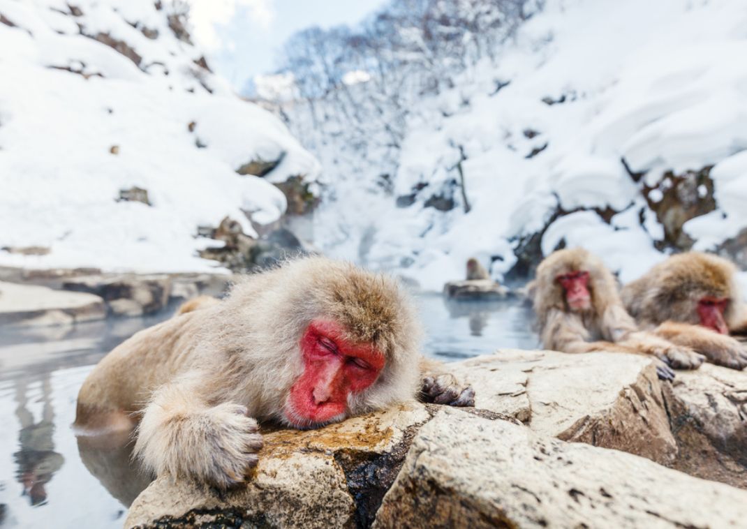 Monos de Nieve Macacos Japoneses se bañan en las aguas termales onsen de Nagano, Japón.