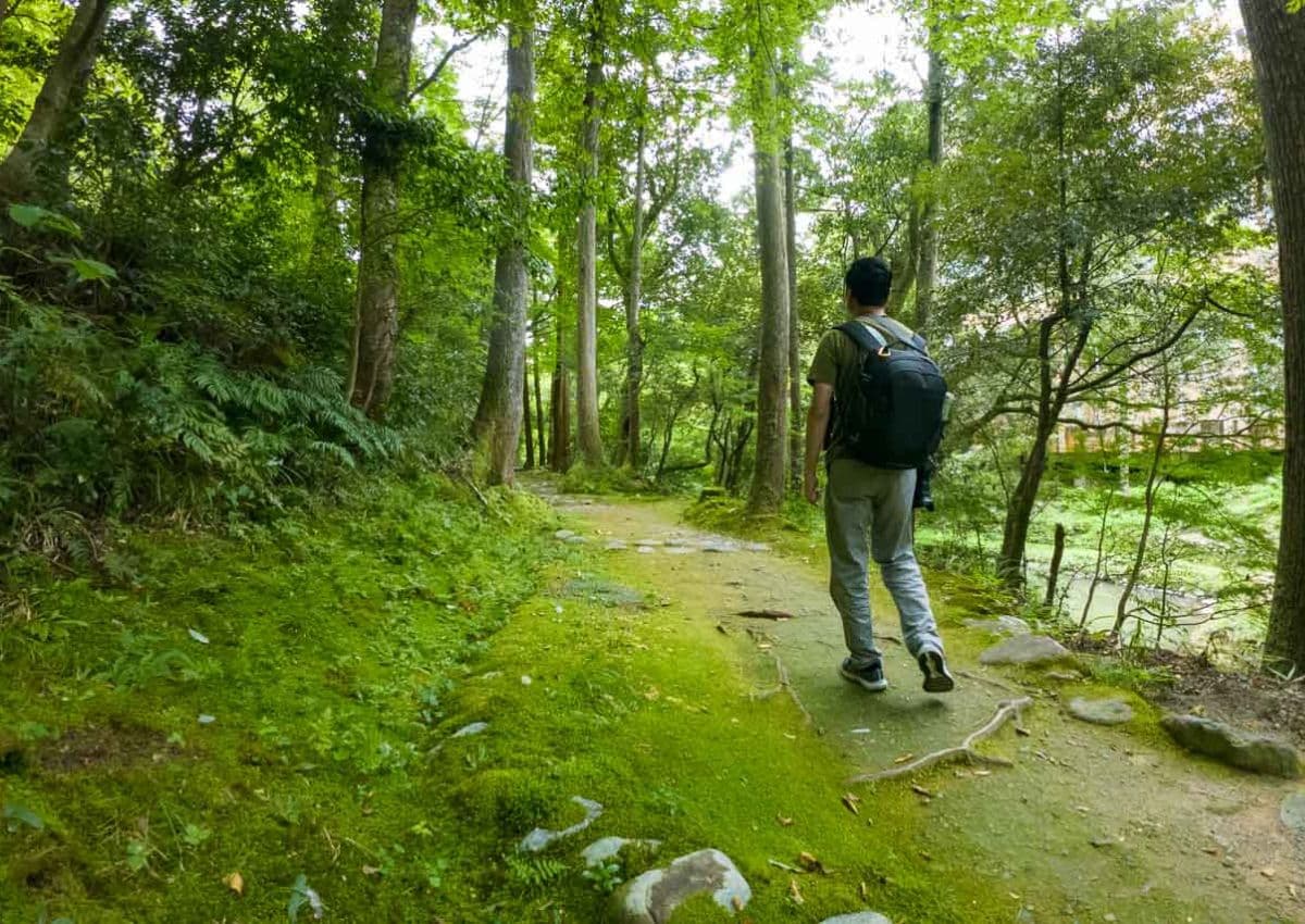 Bosque de hayas bañado por el sol