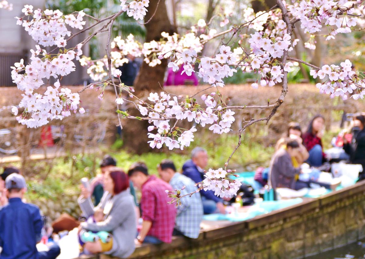 Grupo de personas haciendo un picnic (hanami) bajo los cerezos en flor de Japón