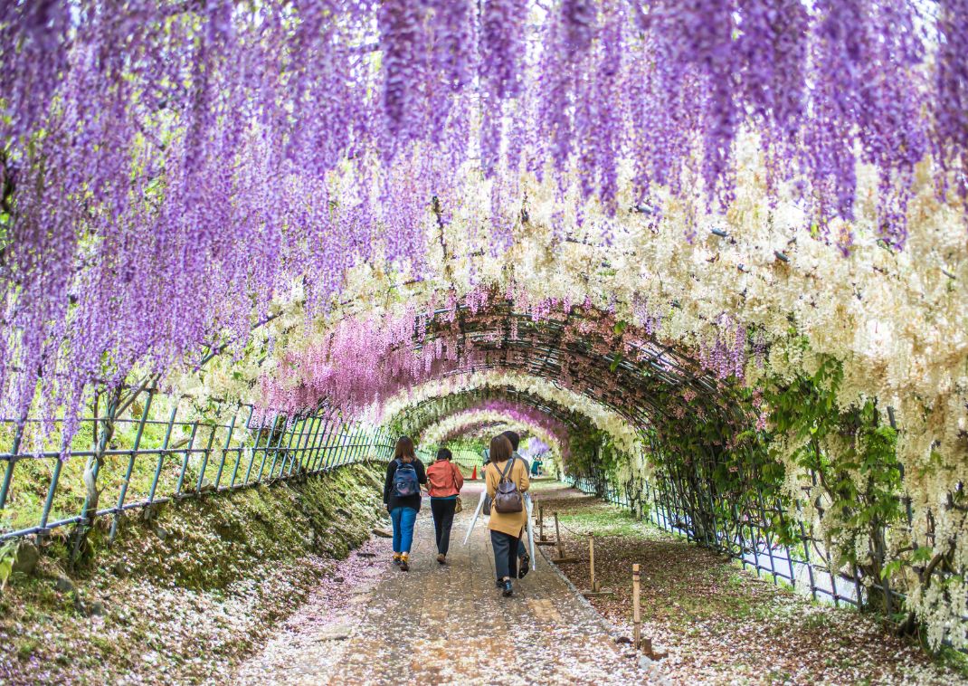 Wisteria Funnel