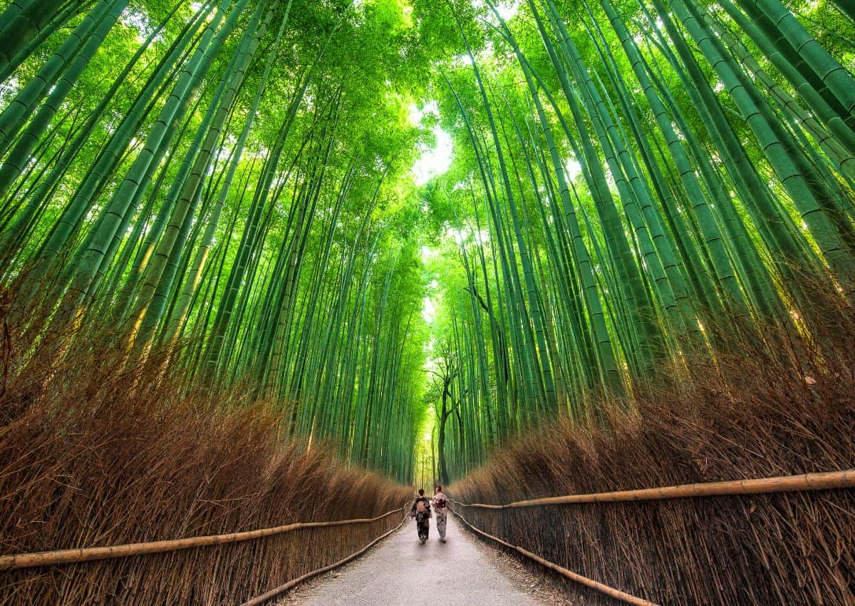Bosque de bambú de Arashiyama, Kioto