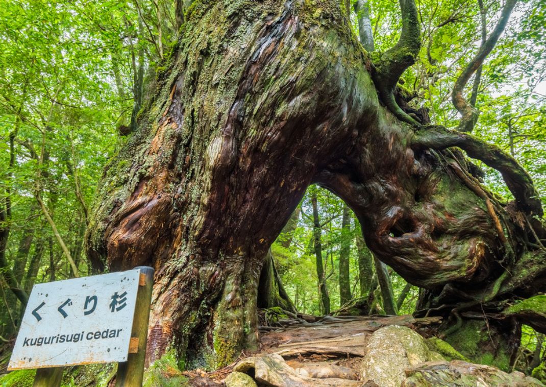 Bosque cubierto de musgo en Yakushima