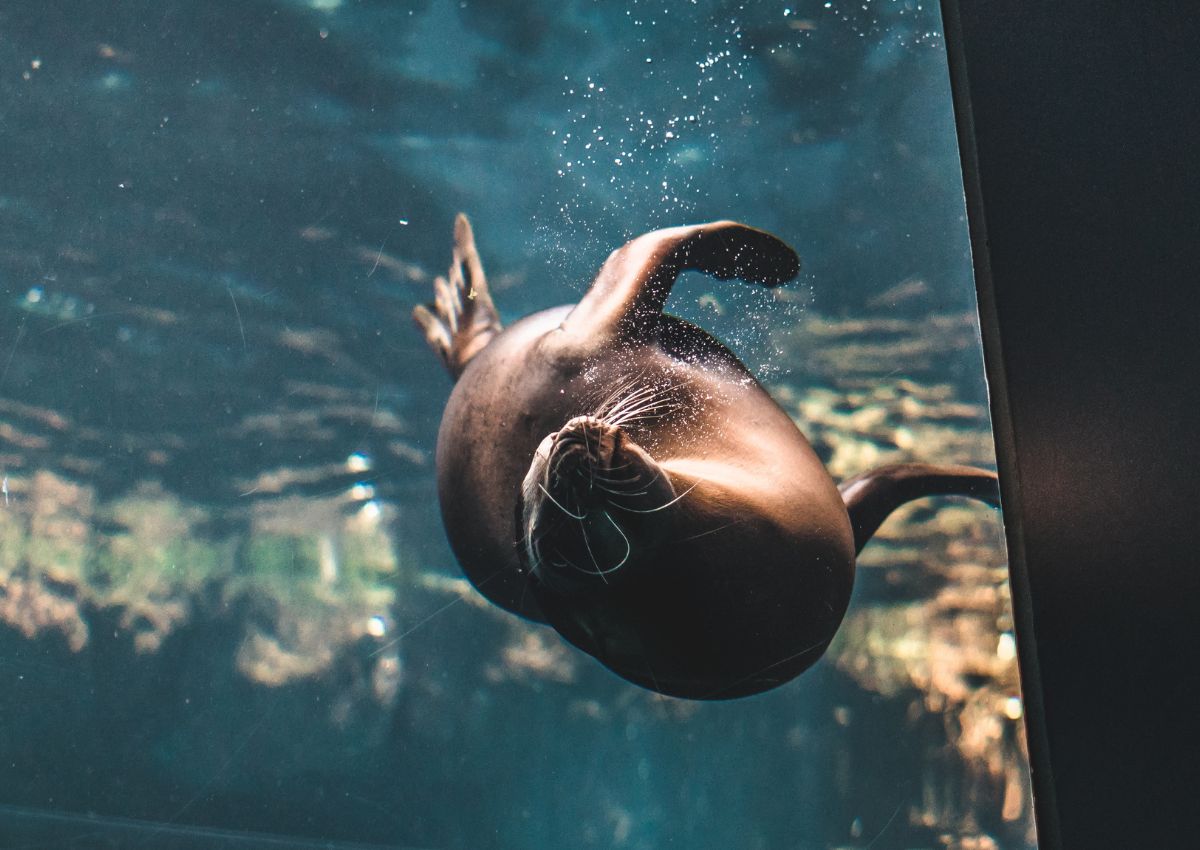 Foca nadando en el Acuario de Osaka Kaiyukan