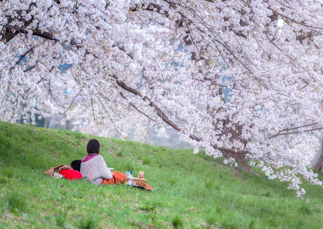 Hanami