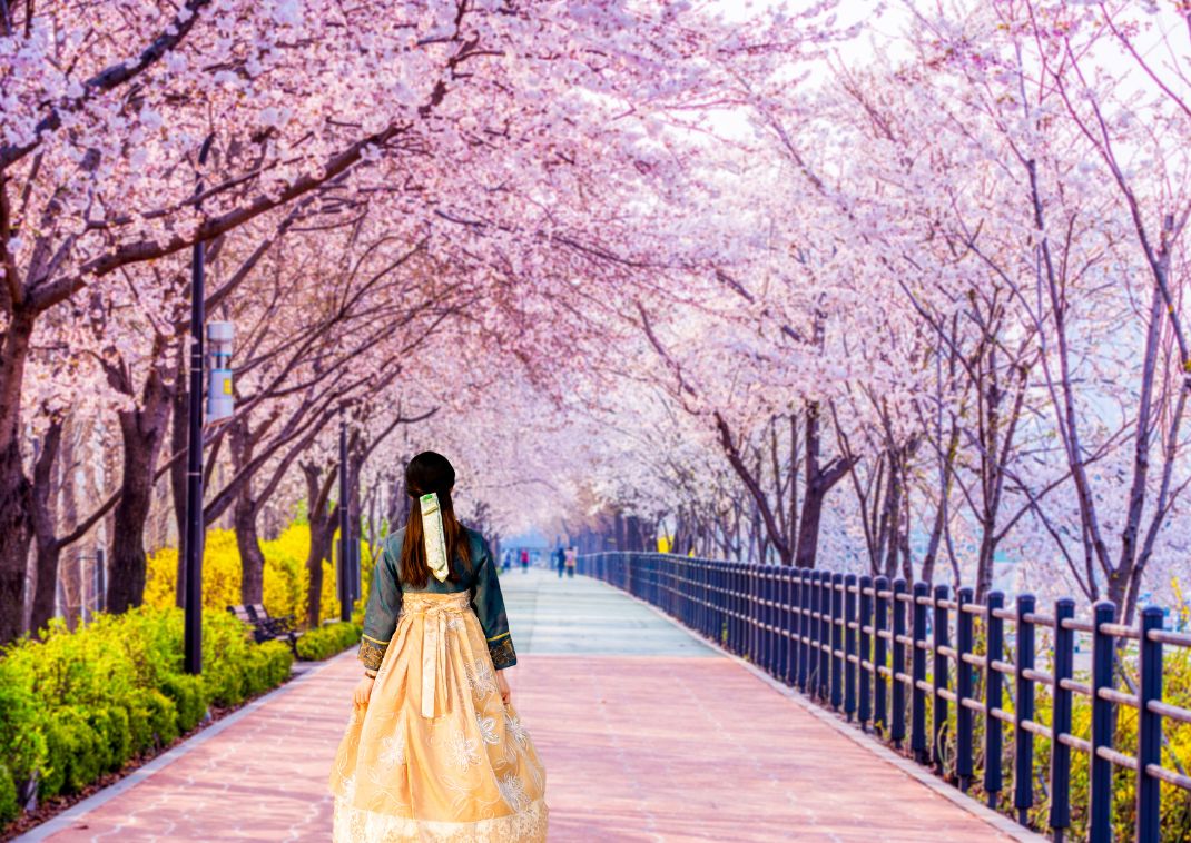  Chicas coreanas vestidas con Hanbok. Flor de cerezo de primavera en Seúl, Corea del Sur.