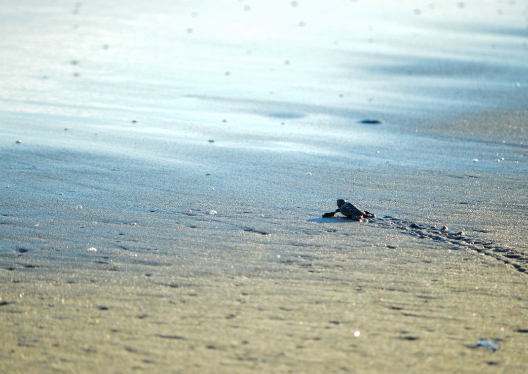 Tortuga marina dirigiéndose al mar, Hamamatsu, Japón