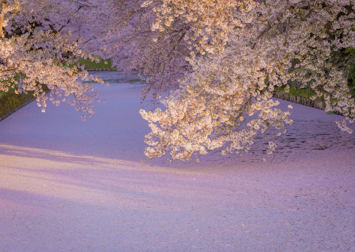 Cerezos en flor en el castillo de Hirosaki, Aomori