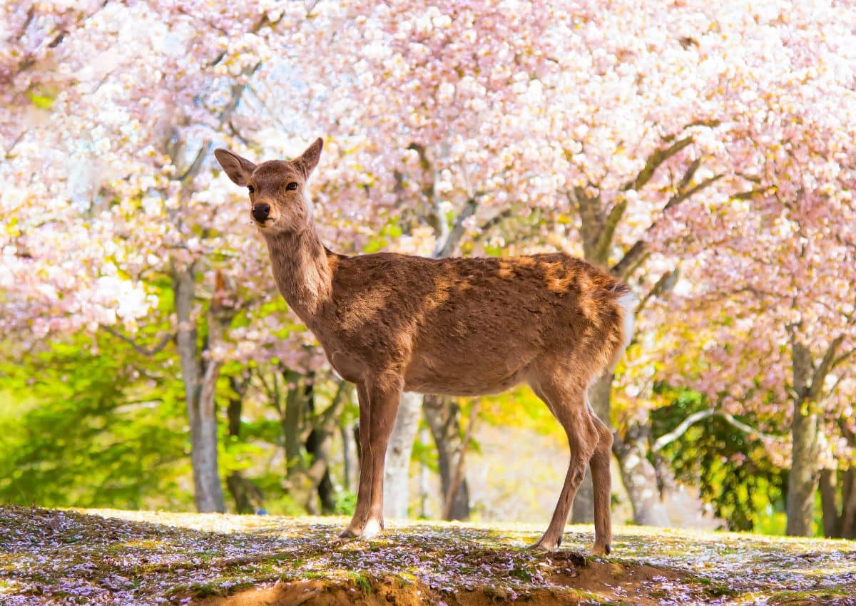 Parque de los Ciervos en Nara, Japón