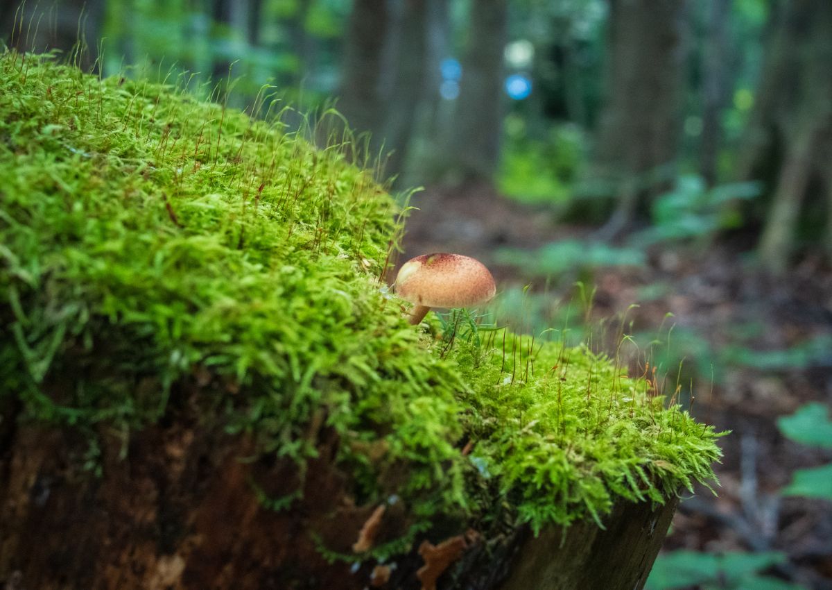 Primer plano de plantas y setas que crecen en un bosque de Japón