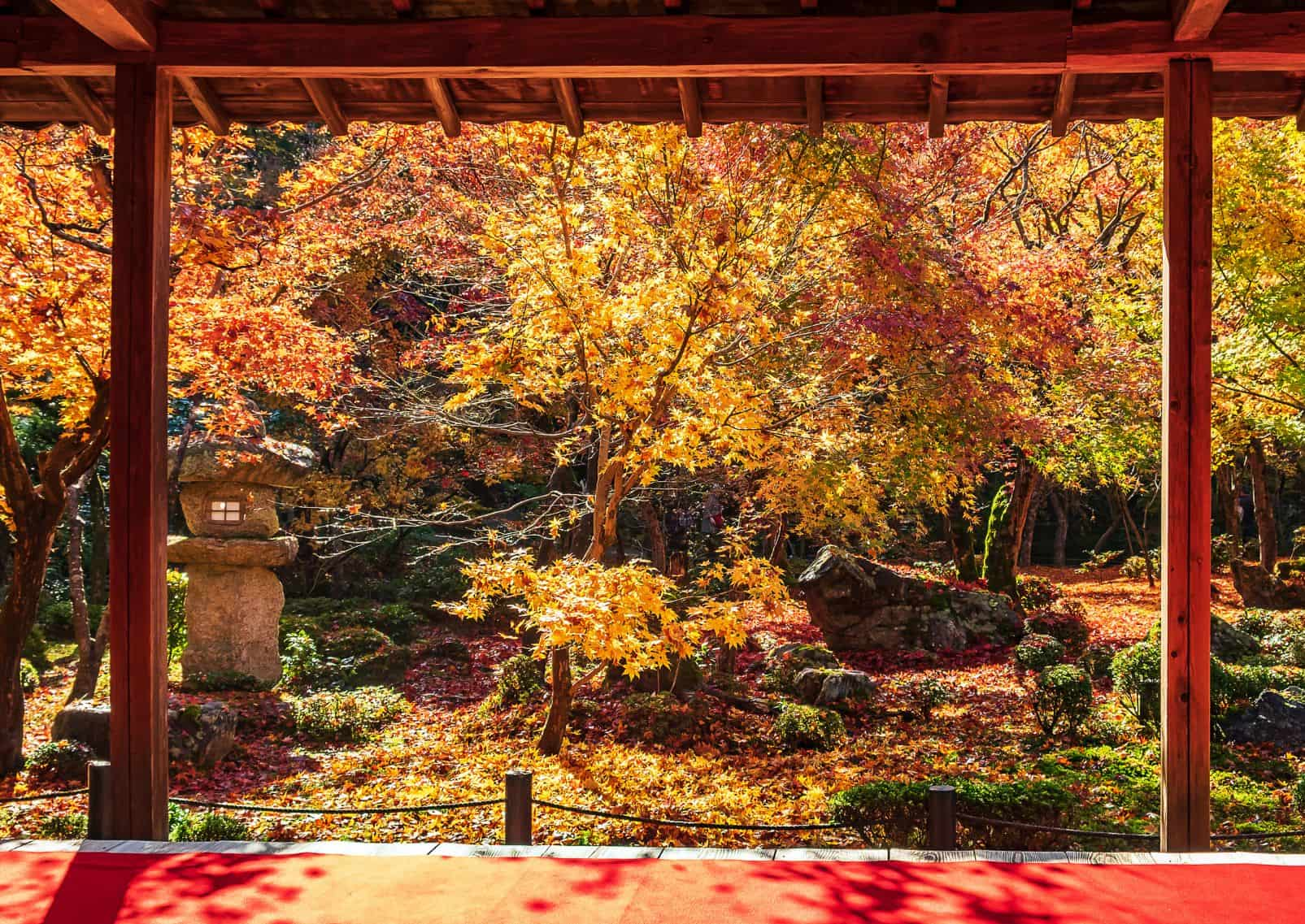 Encuadre entre pabellón de madera y hermoso Arce en Jardín Japonés y alfombra roja, Kioto, Japón