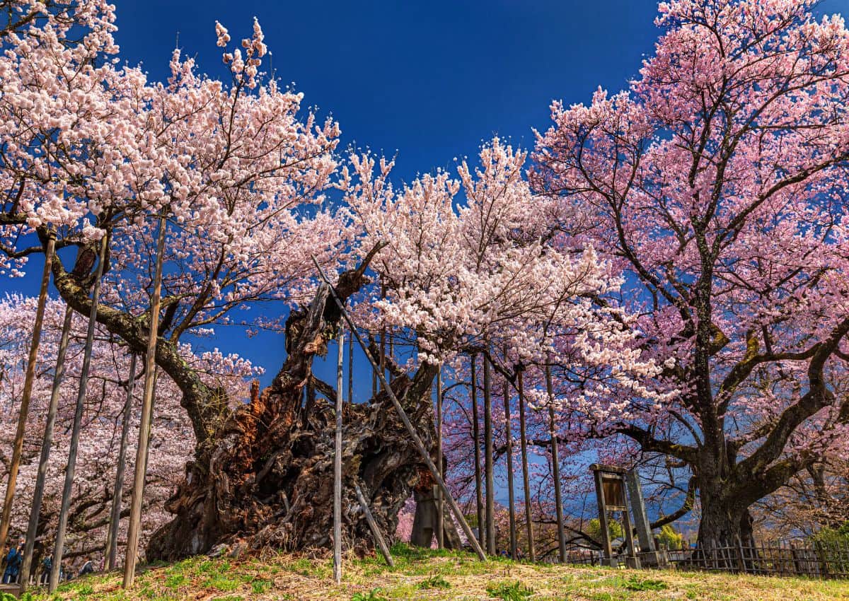 árbol Jindai Zakura en la prefectura de Yamanashi