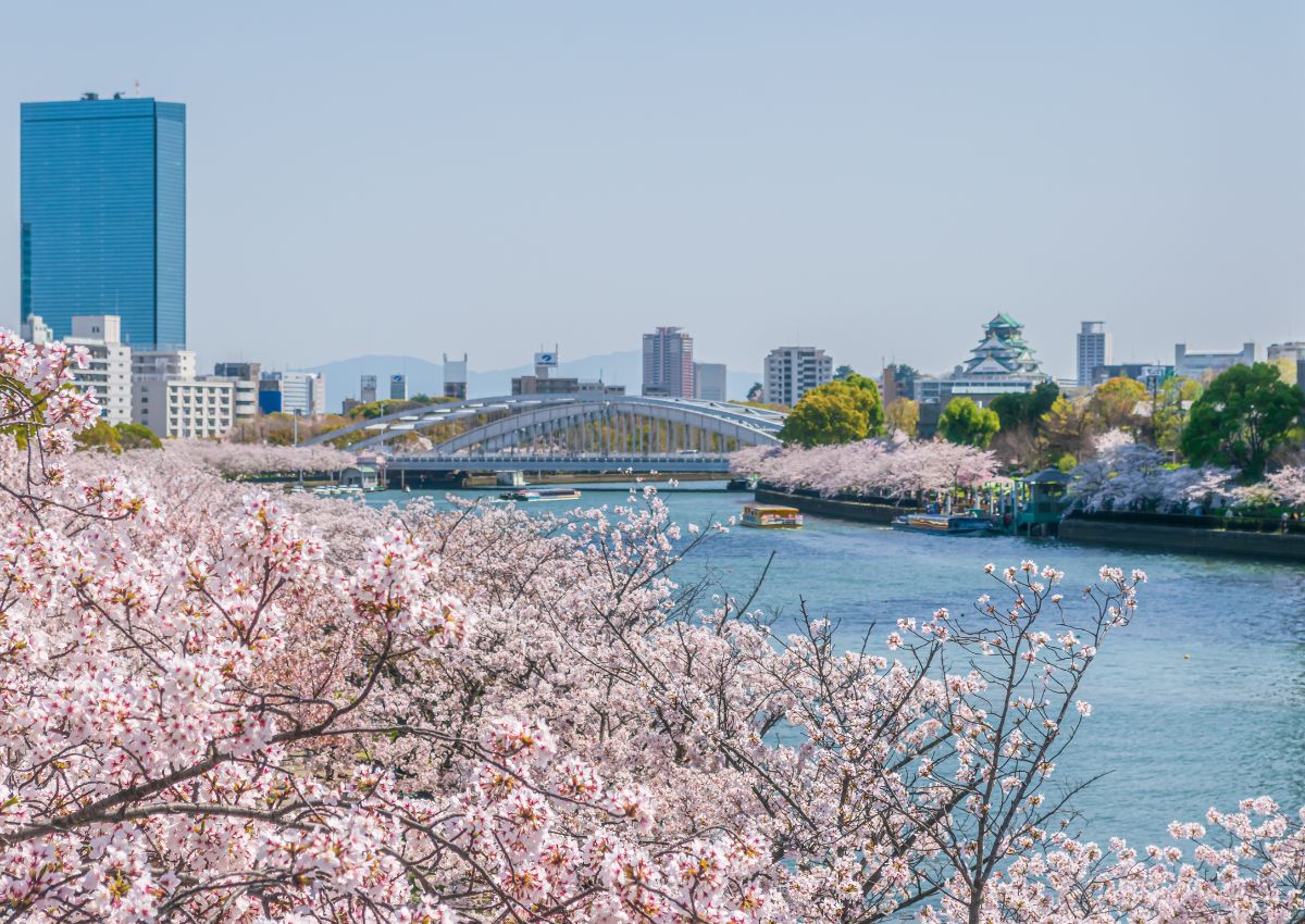 Cerezos en flor a lo largo del río Okawa, Osaka