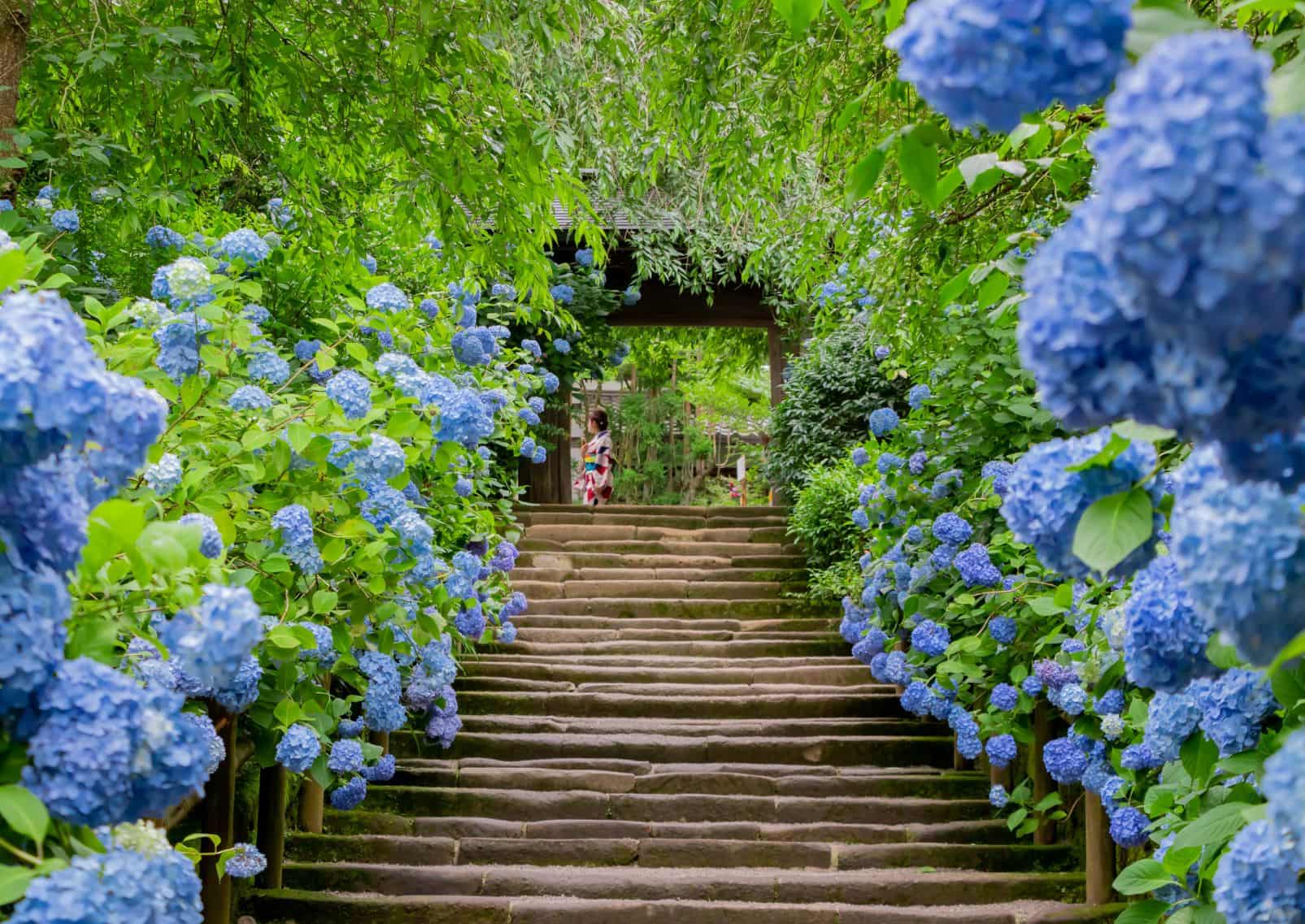 Hortensias en Kamakura, Kanagawa, Japón