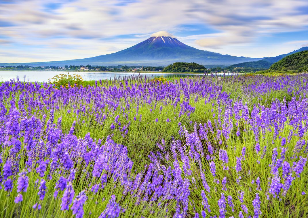 Campo de lavanda en el monte Fuji, Japón. 