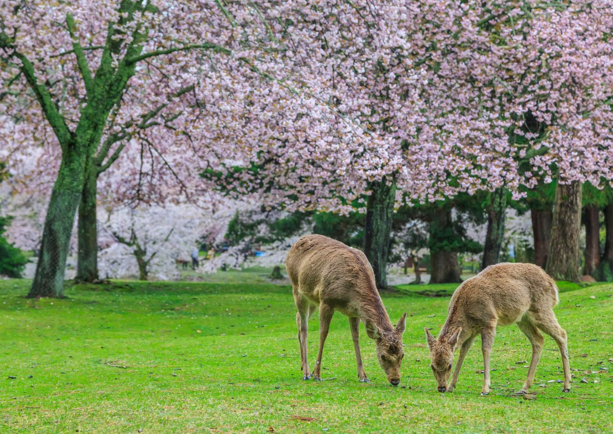 Ciervos en el Parque de Nara