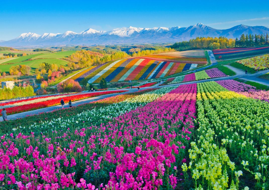 Campos de flores en Hokkaido, verano 