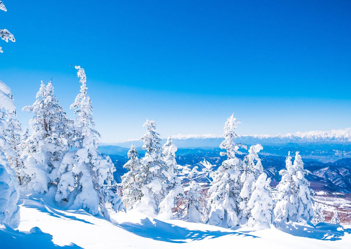 Árboles nevados en el resort de Sugadaira, Nagano, Japón
