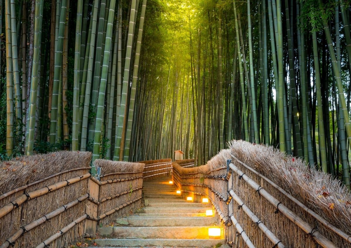 Bosque de bambú de Arashiyama