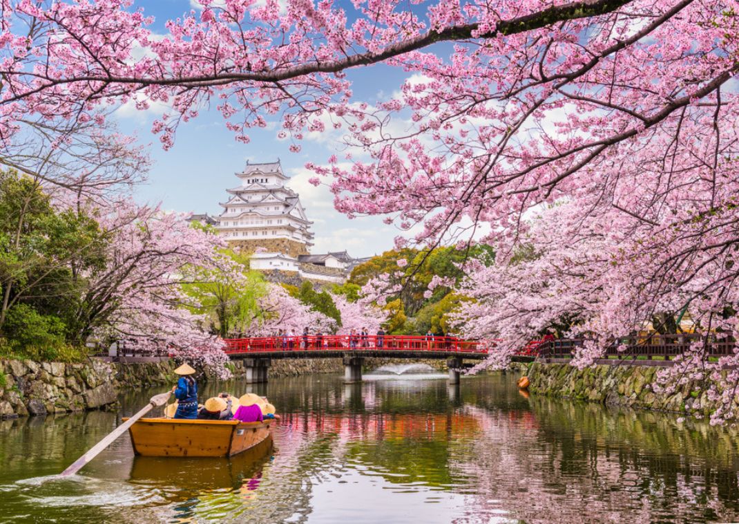 Preciosas flores de cerezo rosadas frente al Castillo Himeji en Japón en primavera