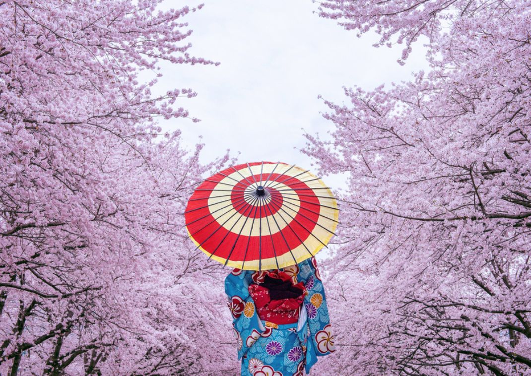 Mujer usando kimono tradicional japonés y flores de cerezo en primavera, Japón.