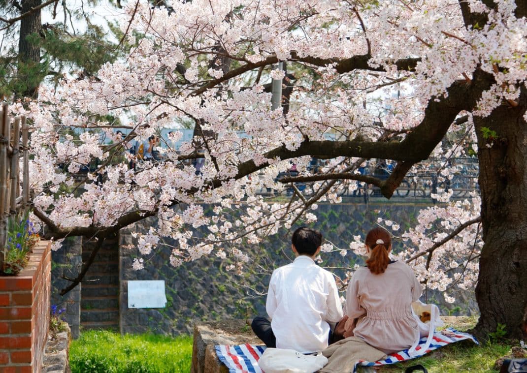 Pareja disfrutando de un relajante picnic Hanami en Japón bajo los cerezos en flor
