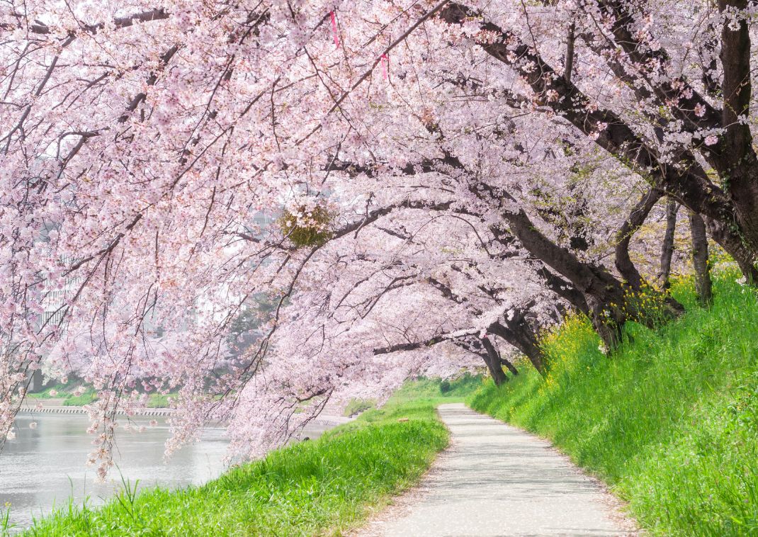 Enjoy the cherry-blossom in Japan