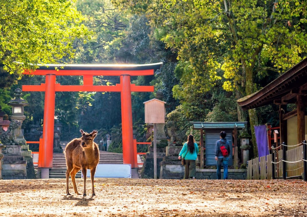 Ciervos en el centro de Nara en Japón