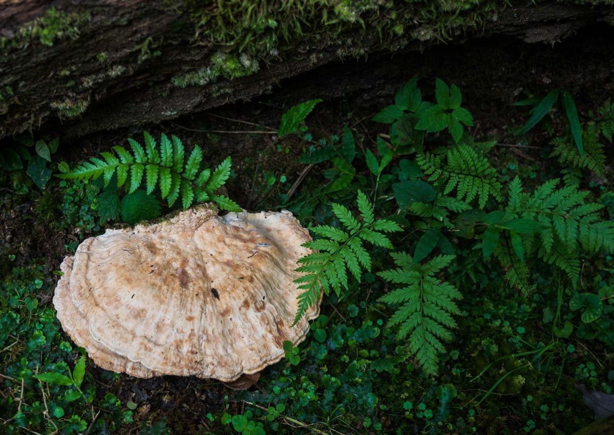Setas y helechos que crecen en el suelo del bosque en Japón