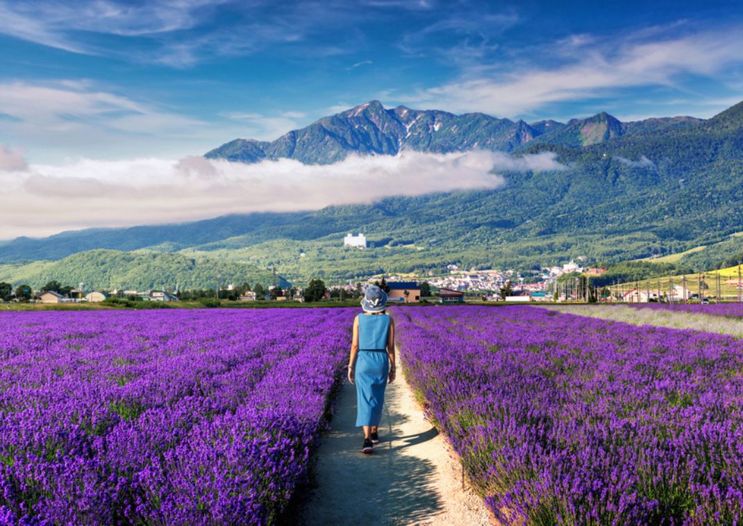 Mujer caminando por un bonito campo de lavanda púrpura en Japón en verano