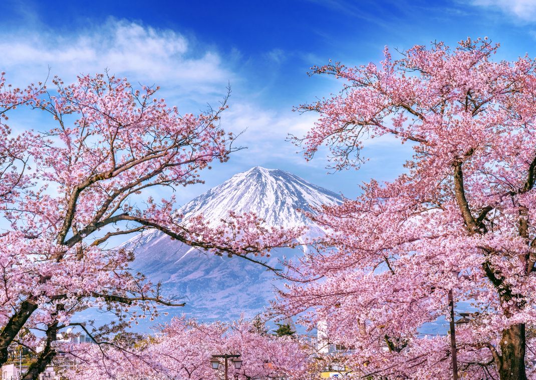 Monte Fuji con cerezos en flor, Japón 