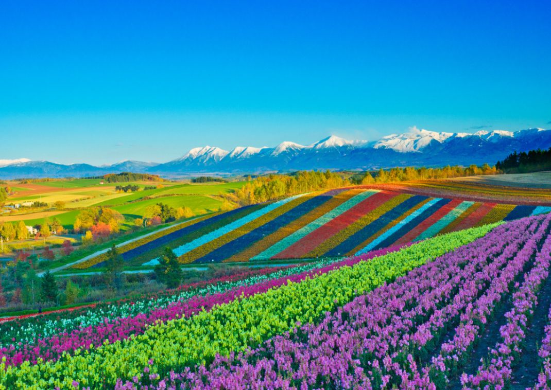 Campos de flores en Biei, Hokkaido