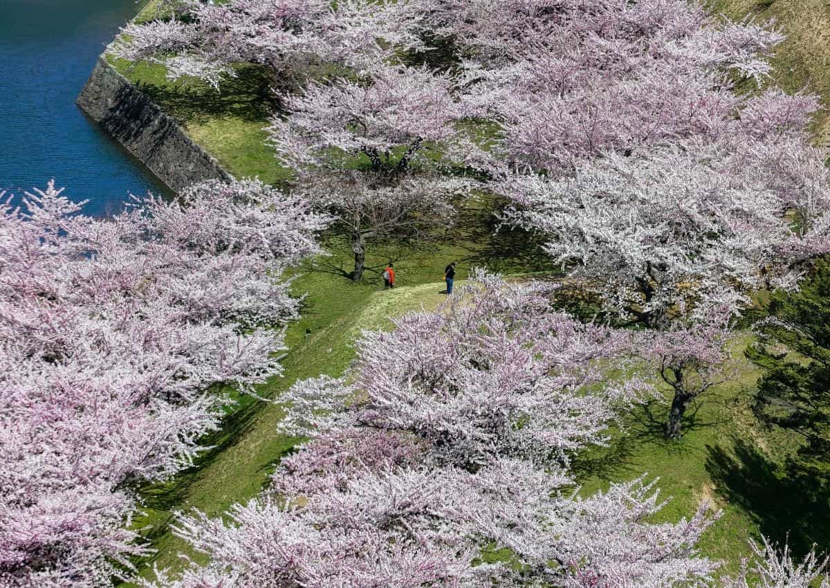 Hanami en Japón en el Parque Goryokaku de Hokkaido