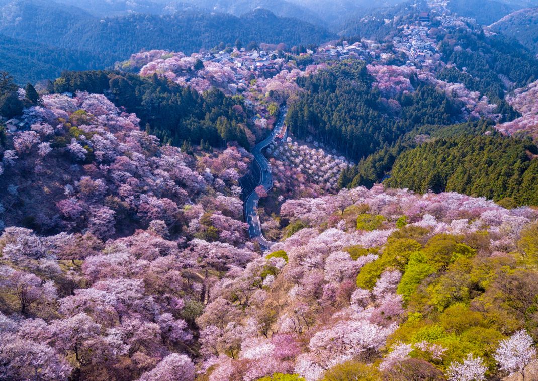 Yoshino mountain