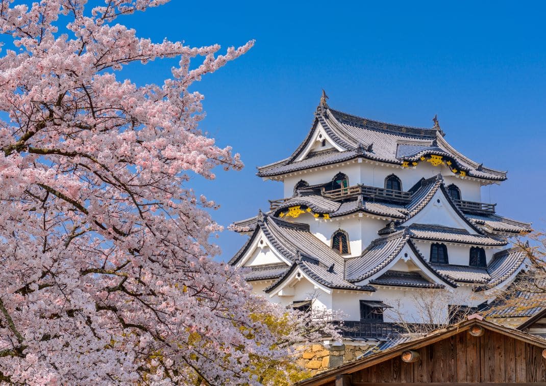  castillo de Hikone en primavera, Japón.