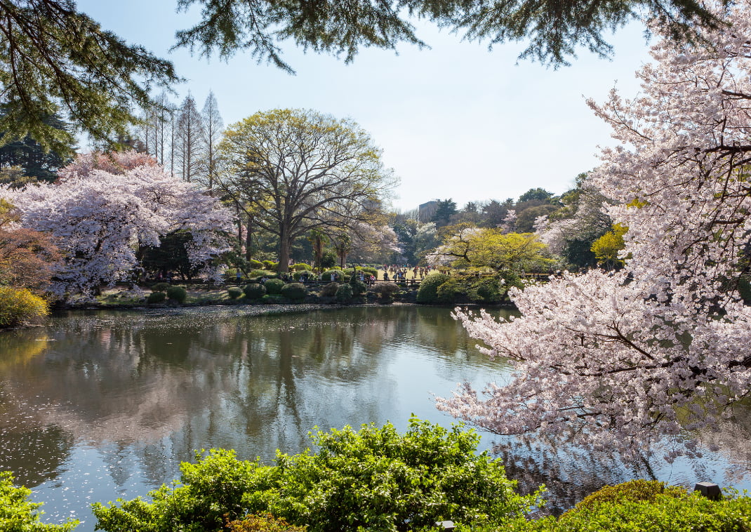 Conoces los cerezos en flor de Japón? - Blog de Hanyu