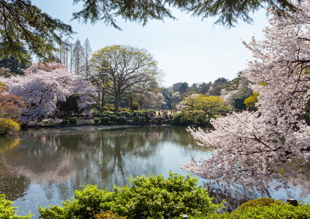 El estanque y los cerezos en flor en el Shinjuku Gyoen National Garden, Japón.
