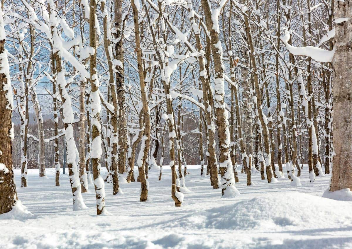Bosque japonés nevado en Hokkaido