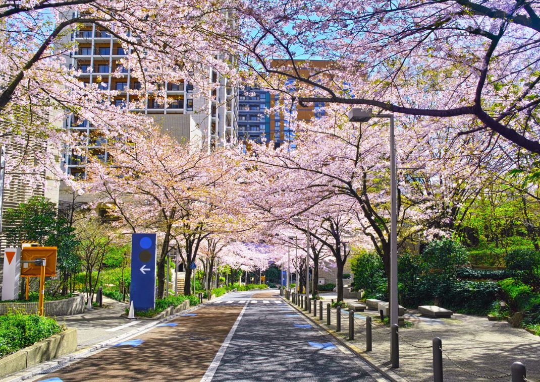Calle con cerezos en flor en la ciudad, Japón
